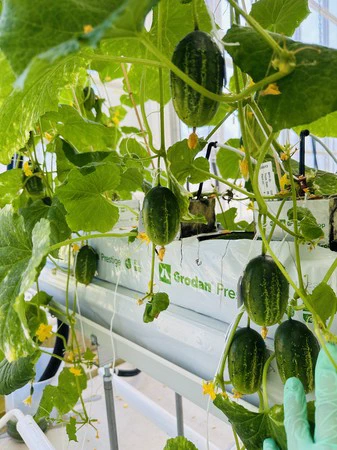 Wild cucumber featured image