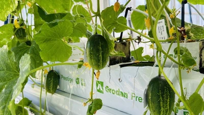 Wild cucumber featured image